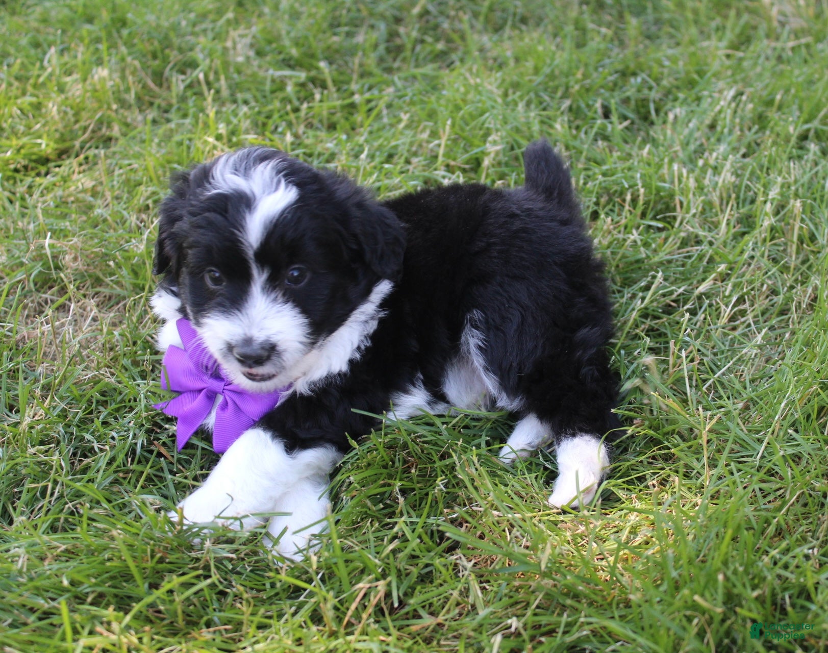 Mini Aussiedoodle dogs for sale: Jackson 💎 - Ad 5