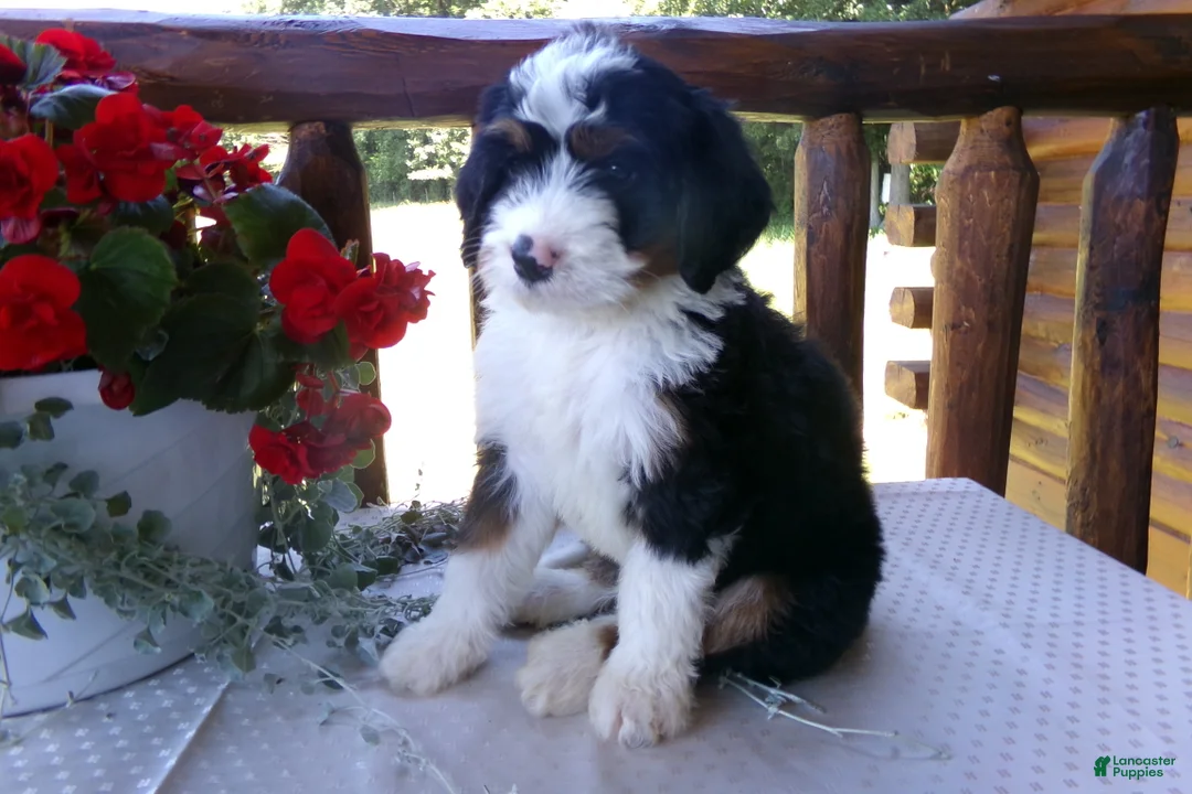 Mini Bernedoodle dogs for sale: Bryson - Ad 1