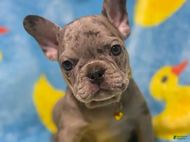 French Bulldog dogs for sale: GIOVANNI - Ad 8