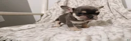 French Bulldog dogs for sale: Leo - Ad 6