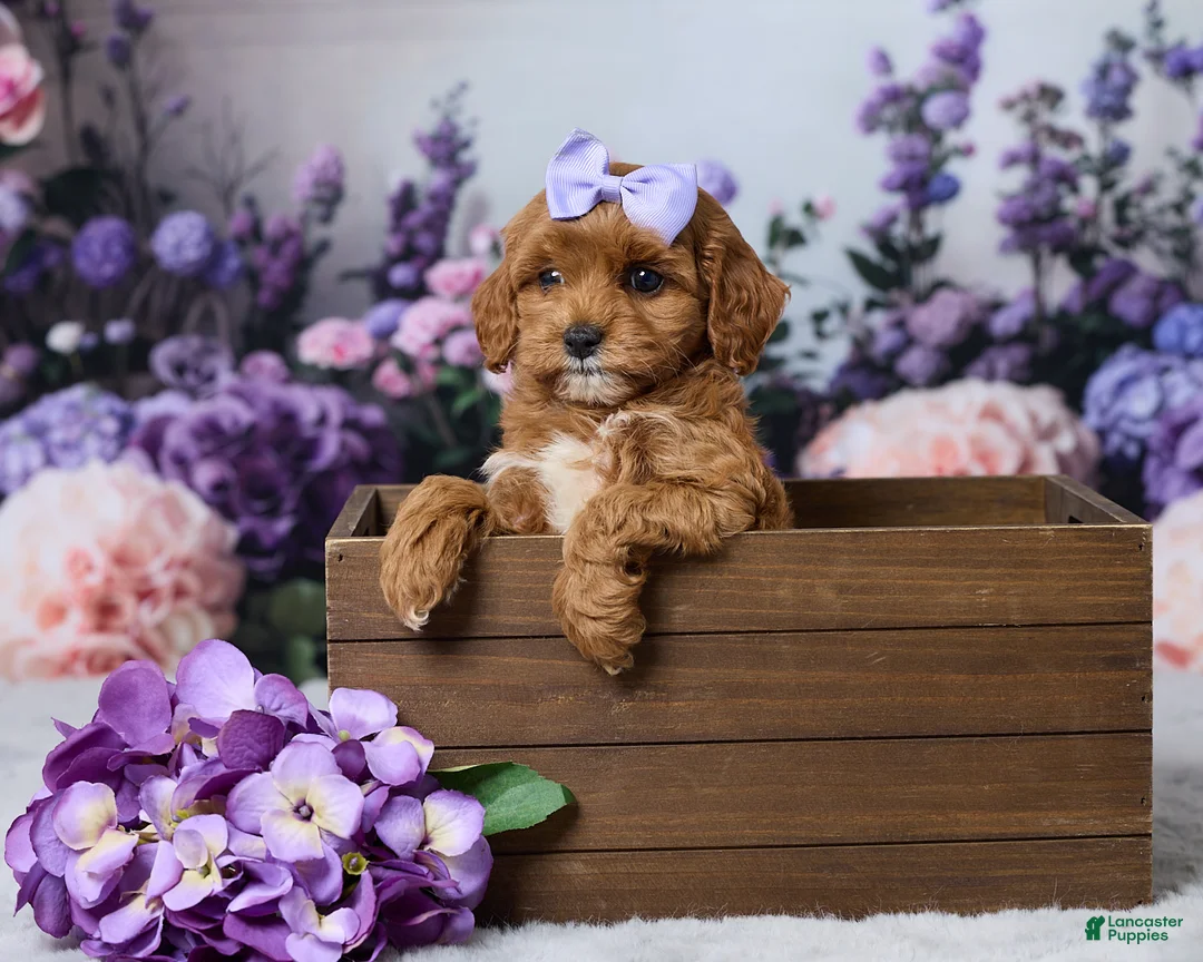 Cavapoo dogs for sale: Lilly - Ad 1