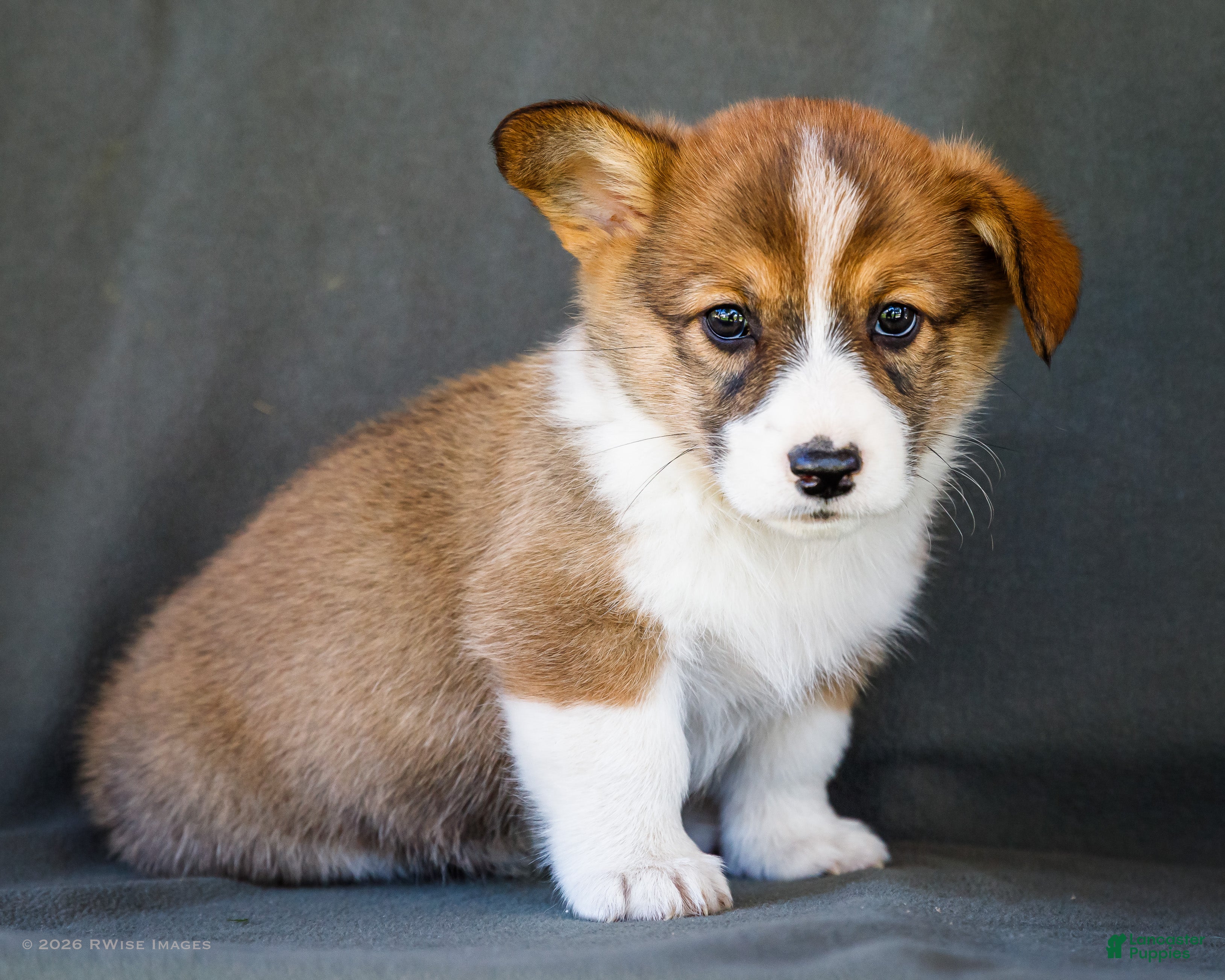 Buford (Pembroke Corgi, Male) in New Paris, IN