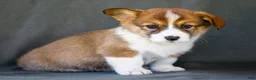 Welsh Corgi Pembroke dogs for sale: Buford - Ad 1