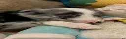 Border Collie dogs for sale: Guy Penrod - Ad 9
