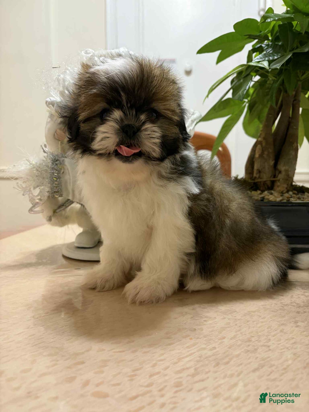 Shih Tzu dogs for sale: Sue Sue - Ad 3
