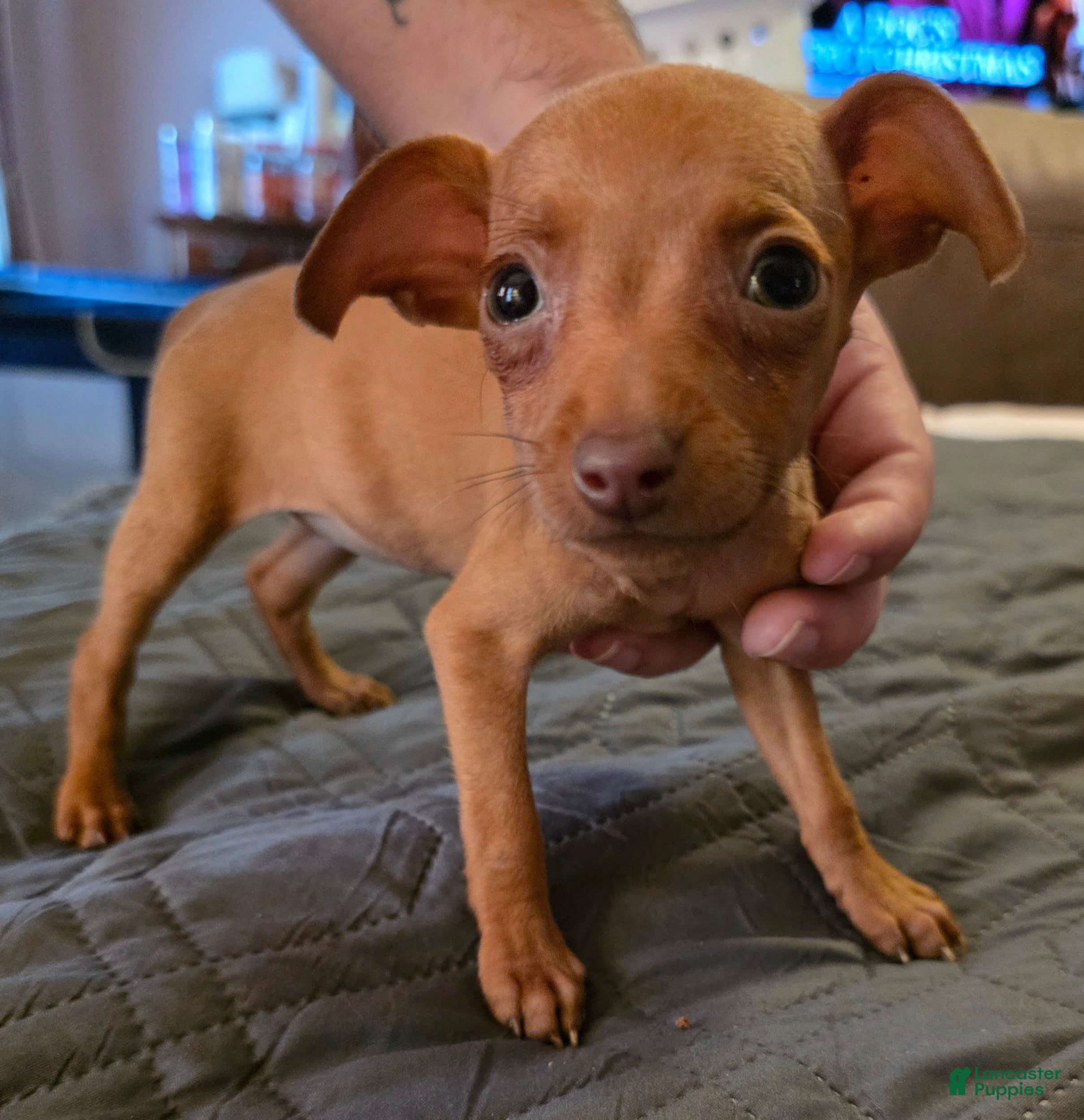 Miniature Pinscher dogs for sale: J-white - Ad 1