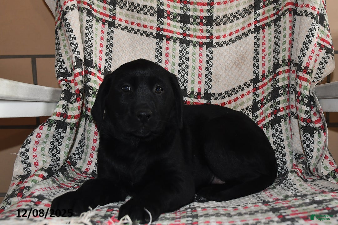 Labrador Retriever dogs for sale: Cocoa  - Ad 4