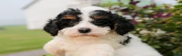 Mini Bernedoodle dogs for sale: Malachite - Ad 3