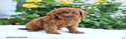 Mini Goldendoodle dogs for sale: Lloyd - Ad 7