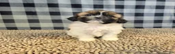 Shih Tzu dogs for sale: Abby - Ad 3