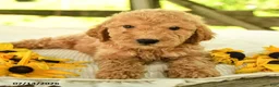 Mini Goldendoodle dogs for sale: Travis - Ad 8