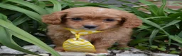 Cavapoo dogs for sale: Charlie - Ad 1