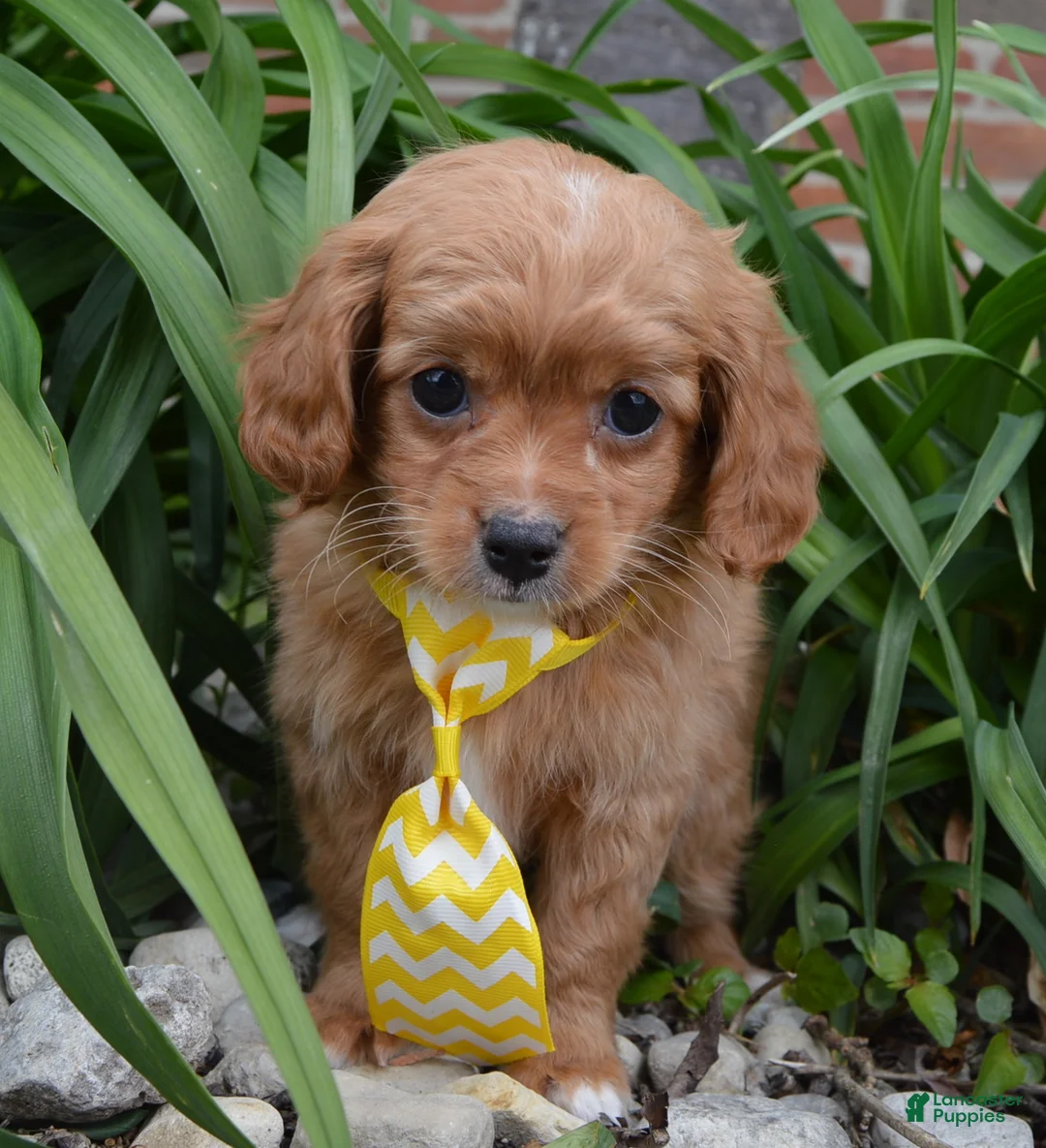 Cavapoo dogs for sale: Charlie - Ad 1