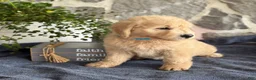 Goldendoodle dogs for sale: Nico - Ad 8