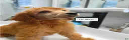 Standard Poodle dogs for sale: Harper - Ad 1