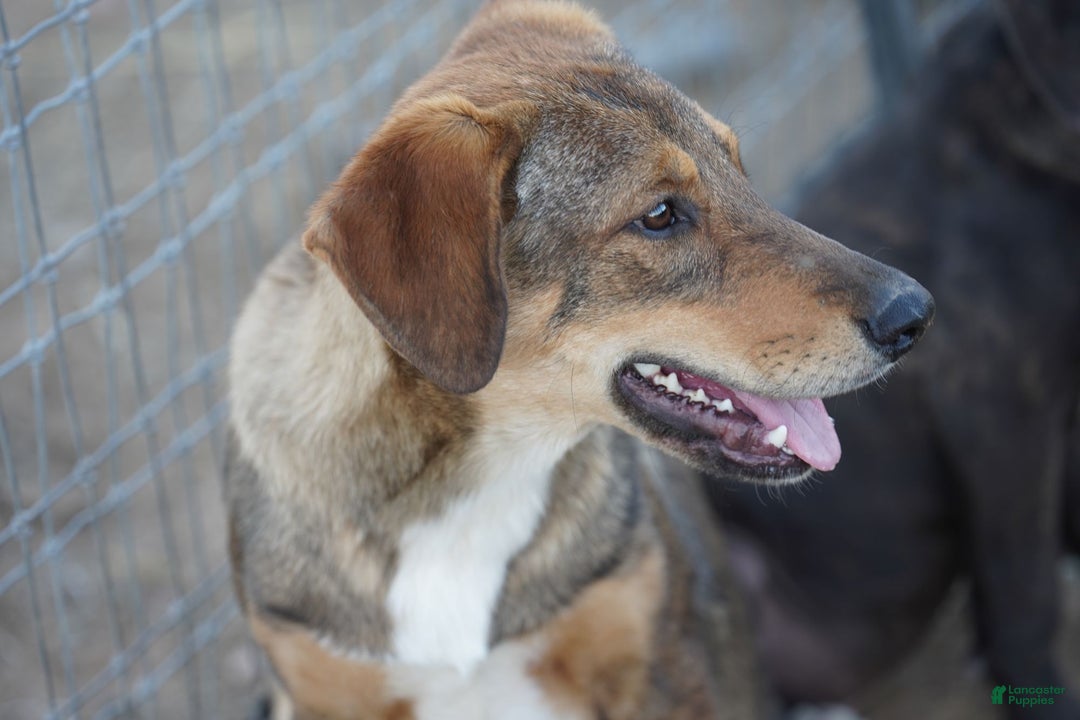 Mixed Breed dogs for sale: Dragon Tiscar Farm Dog - Ad 17