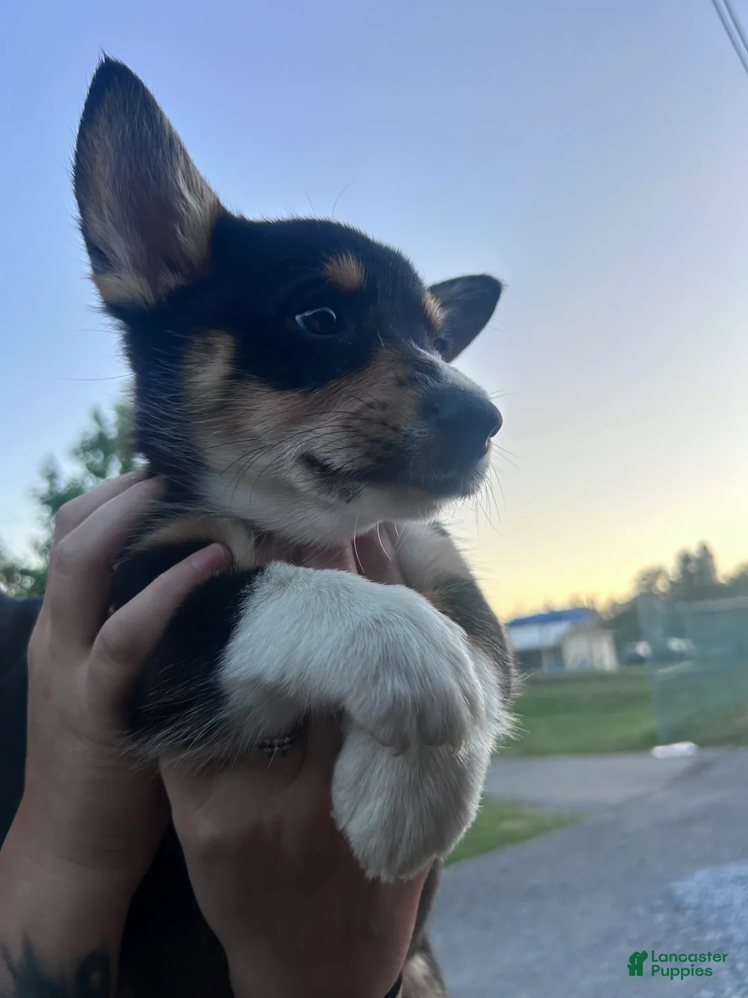 American Corgi dogs for sale: Tululah (Tulley) - Ad 1
