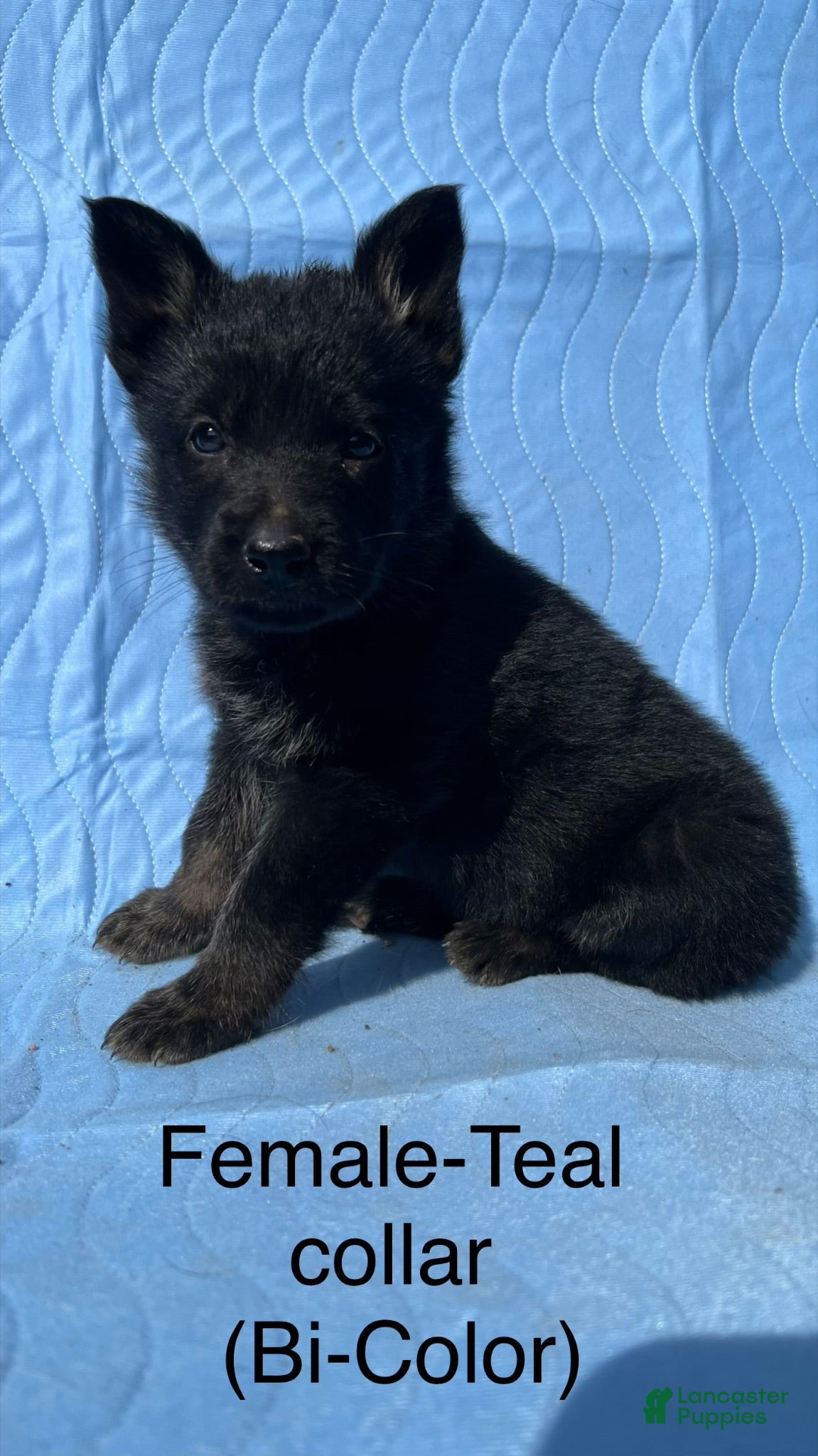 German Shepherd dogs German Shepherd Puppy 9 - Ad 39
