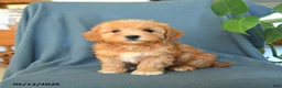 Havapoo dogs for sale: Mikey - Ad 1