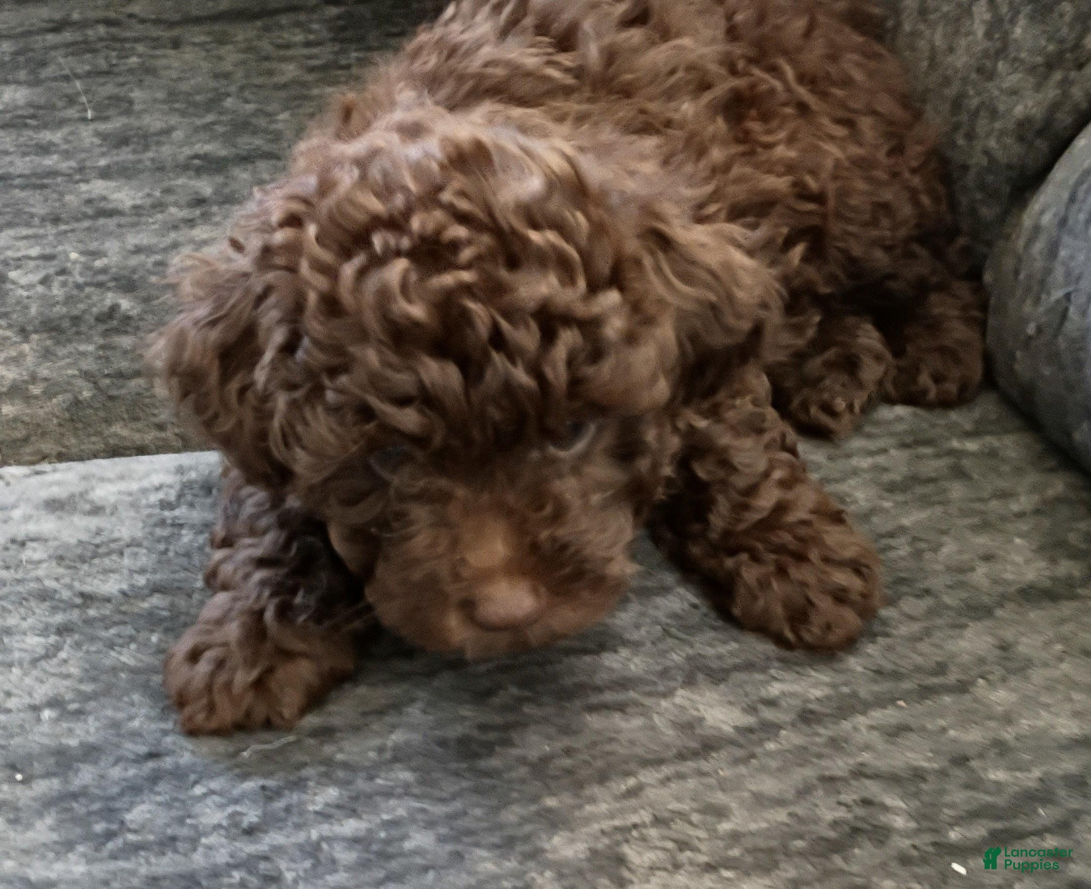 Doxiepoo dogs Doxiepoo 3 Baxter - Ad 2