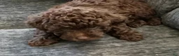 Doxiepoo dogs for sale: Doxiepoo 3 Baxter - Ad 2