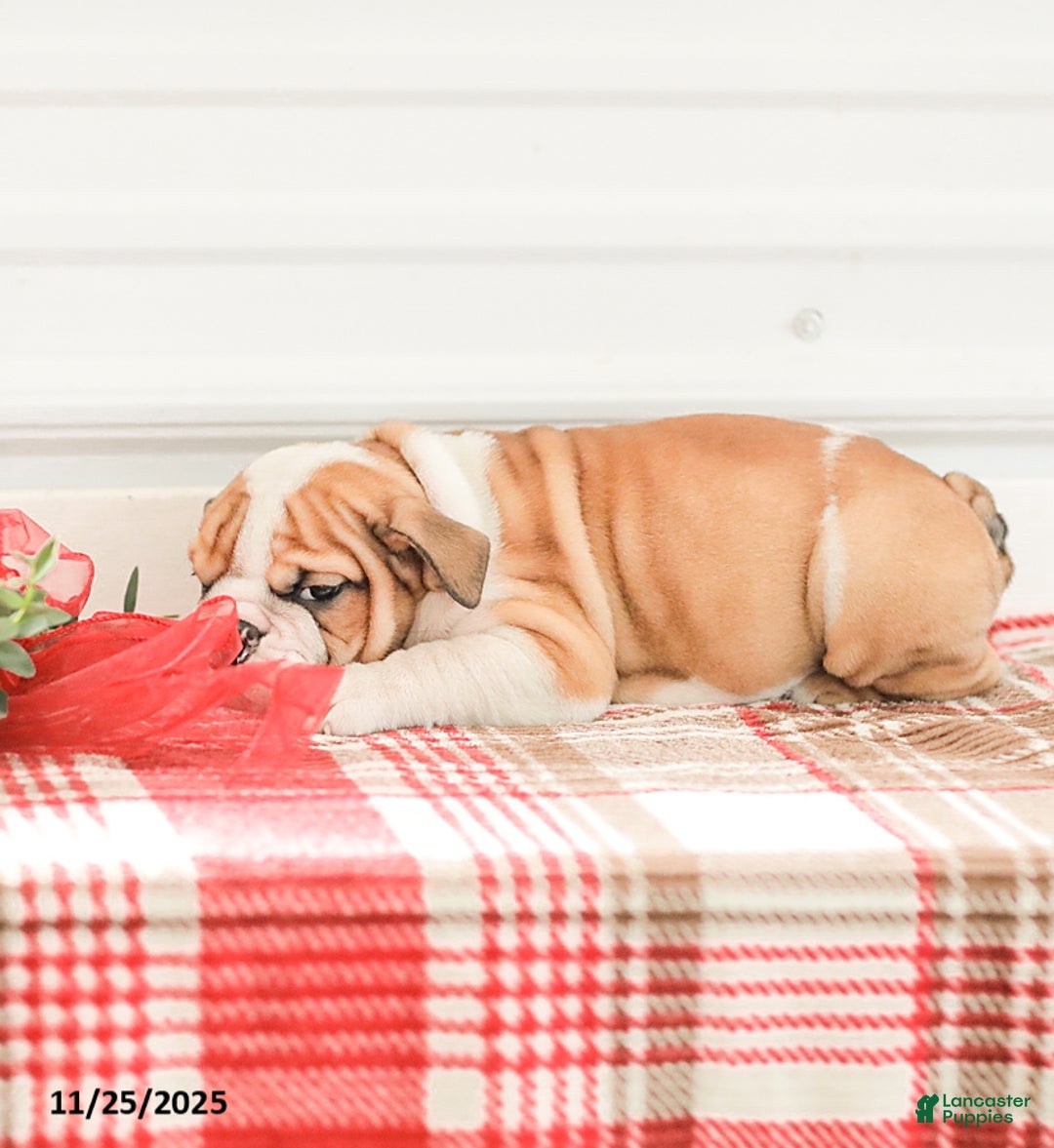 English Bulldog dogs for sale: Rob - Ad 12