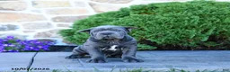 Cane Corso dogs for sale: Beau - Ad 3