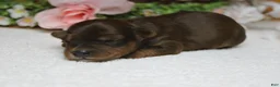 Yorkiepoo dogs for sale: Trusty - Ad 10