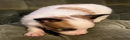 Papillon dogs for sale: Han - Ad 5