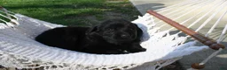 Newfoundland dogs for sale: Ember - Ad 11