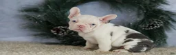 French Bulldog dogs for sale: Logan - Ad 6