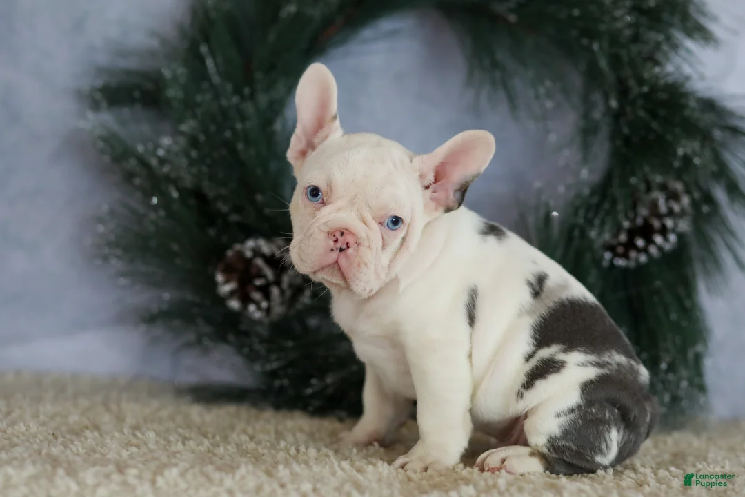French Bulldog dogs for sale: Logan - Ad 6