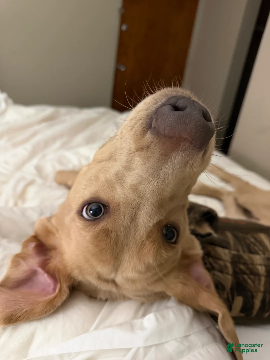 Labrador Retriever dogs for sale: Labrador Retriever Puppy 2 - Ad 2