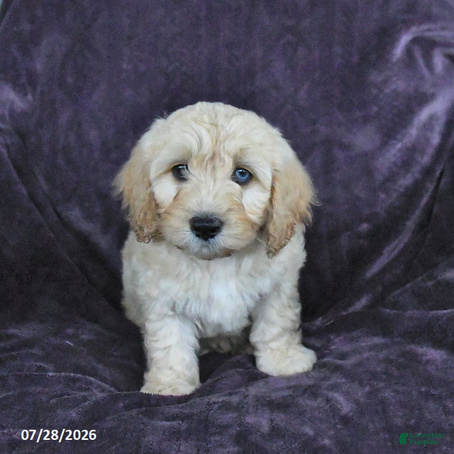 Cockapoo dogs Randy - Ad 1