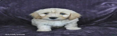 Randy