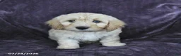 Cockapoo dogs for sale: Randy - Ad 1