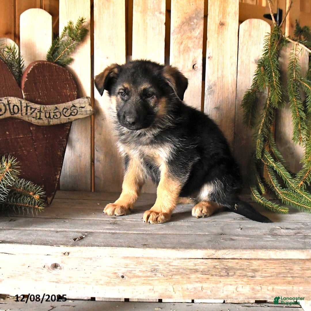 German Shepherd dogs for sale: Shannon - Ad 1