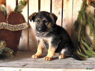 German Shepherd dogs Shannon - Ad 14