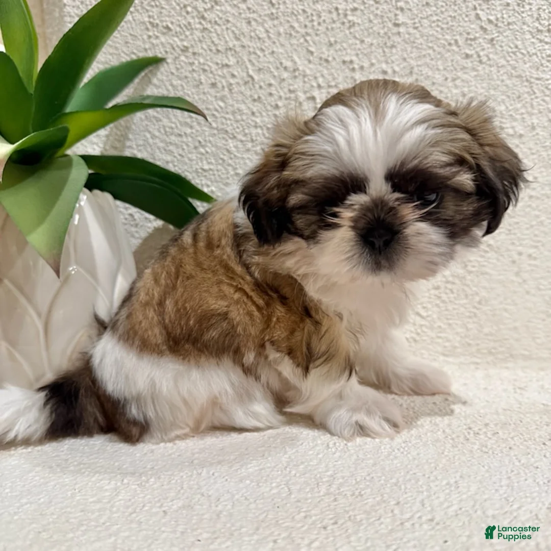 Shih Tzu dogs for sale: Willow - Ad 1