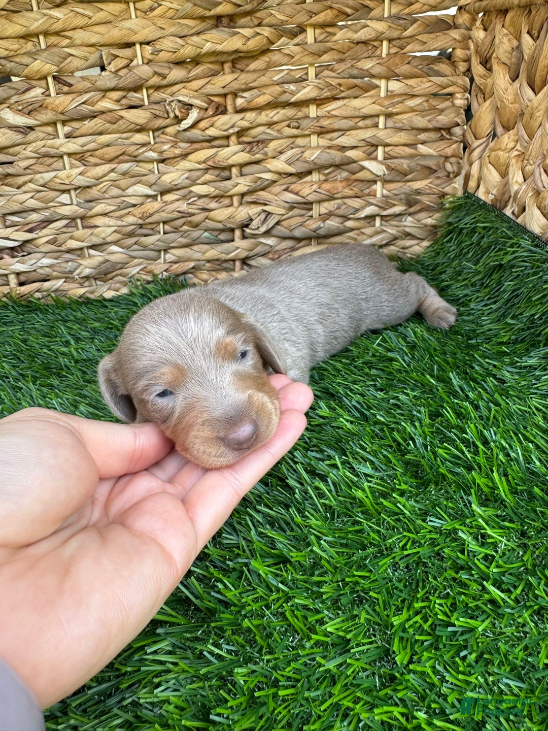 Miniature Dachshund dogs for sale: Belle - Ad 5