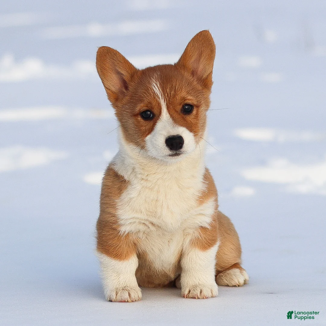Welsh Corgi Pembroke dogs for sale: Karina Welsh Corgi Pembroke - Ad 1