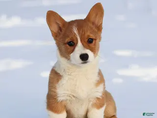 Welsh Corgi Pembroke dogs Karina Welsh Corgi Pembroke - Ad 38