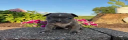 Frenchton dogs for sale: Bradon - Ad 3