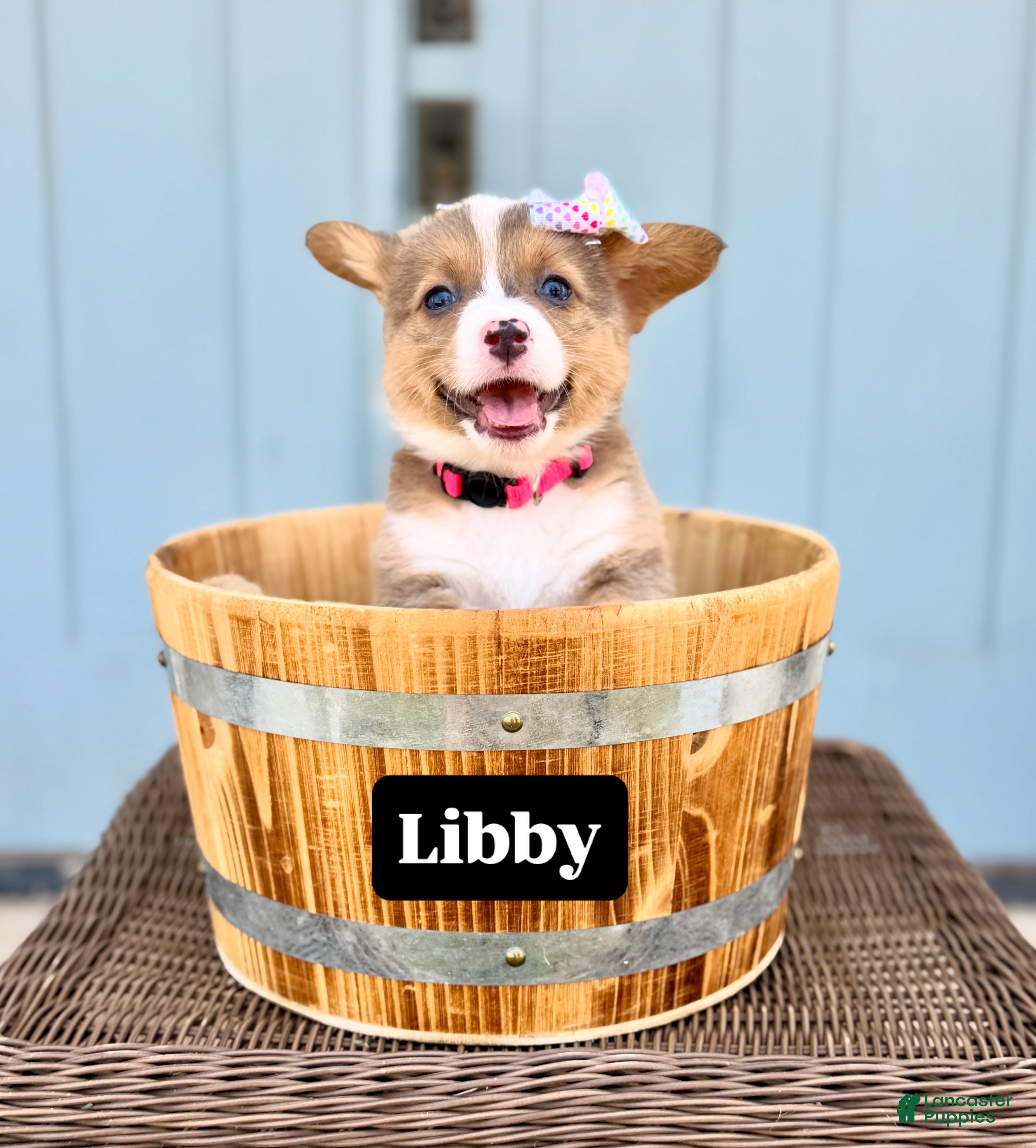 Welsh Corgi Pembroke dogs Libby - Ad 16