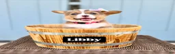 Welsh Corgi Pembroke dogs for sale: Libby - Ad 1