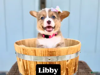 Welsh Corgi Pembroke dogs Libby - Ad 16