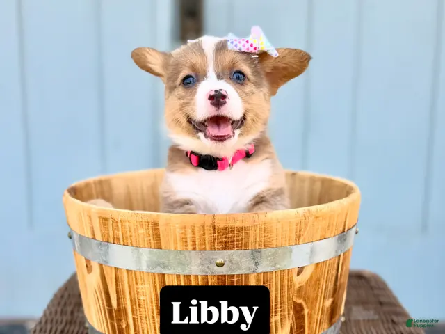 Welsh Corgi Pembroke dogs for sale: Libby - Ad 15