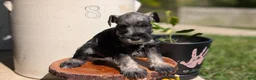 Miniature Schnauzer dogs for sale: Cara - Ad 6
