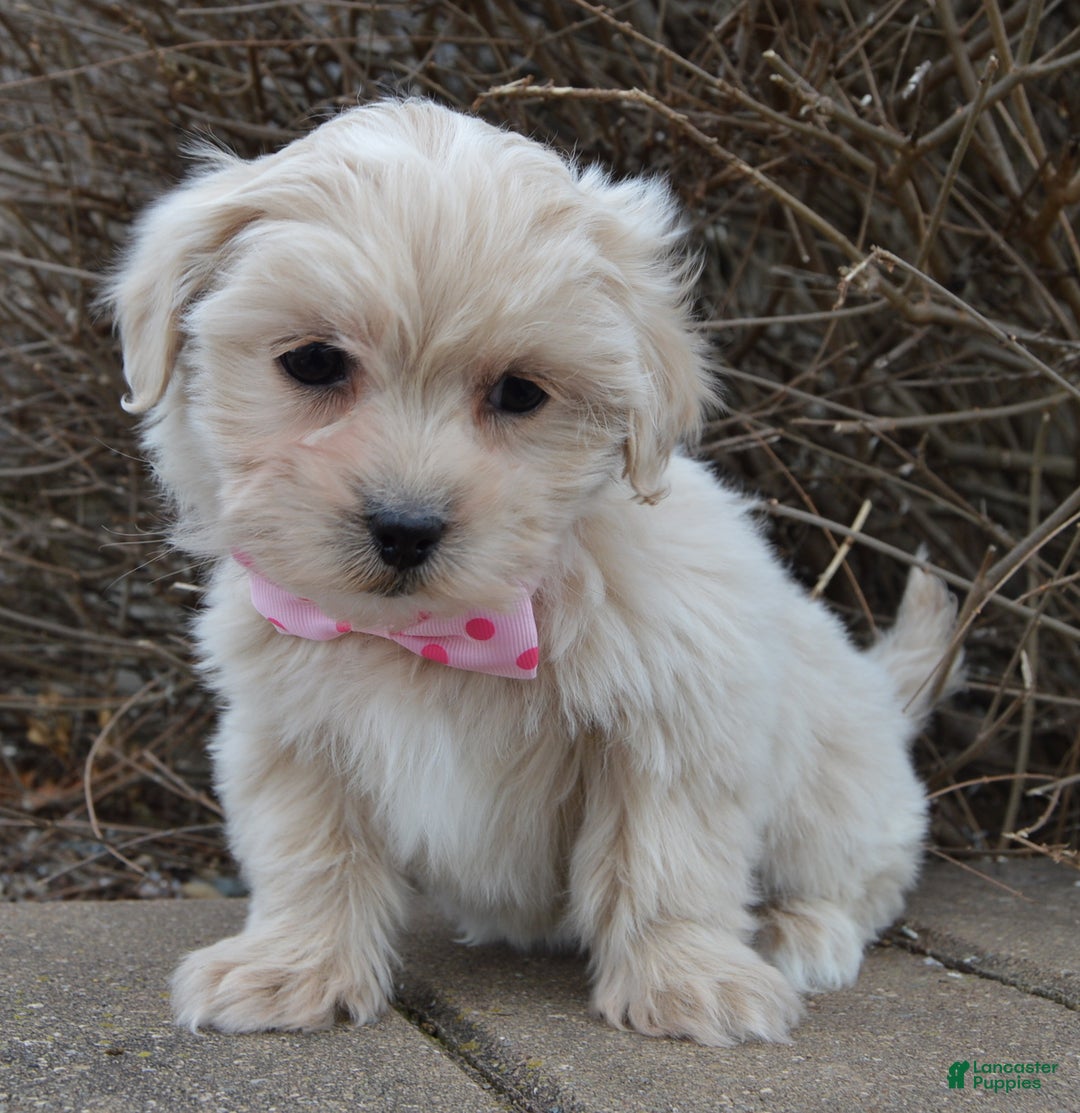 Maltipoo dogs for sale: Marley - Ad 4