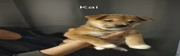 Shiba Inu dogs for sale: Kia - Ad 1